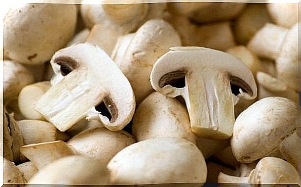 Andalusian mushrooms