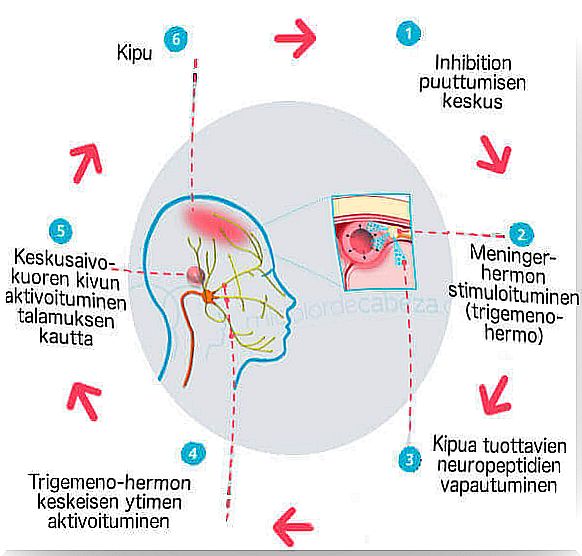 central nervous system - diseases of women