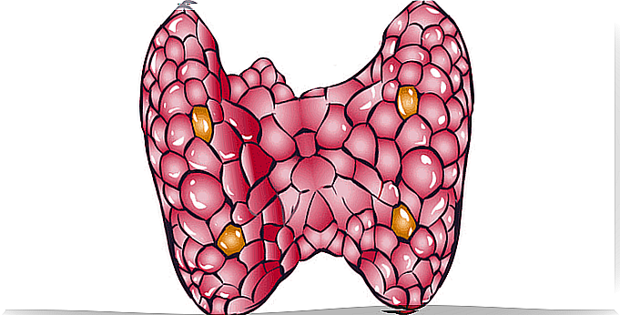 5 home thyroid treatments