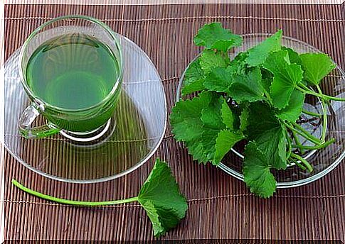 celery leaves