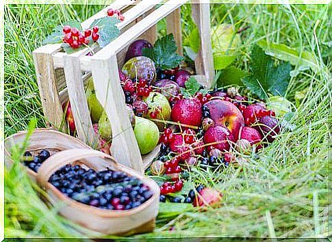 berries and fruits