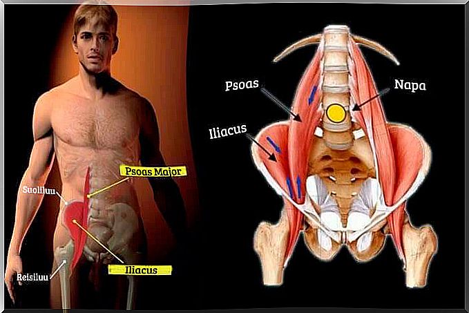 The muscle of the soul affects e.g.  balance.