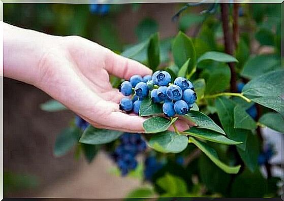 How to grow blueberries at home