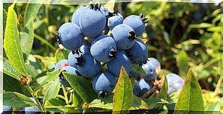 blueberries in the bush