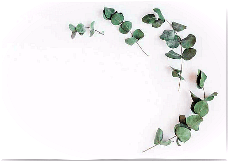 eucalyptus leaves