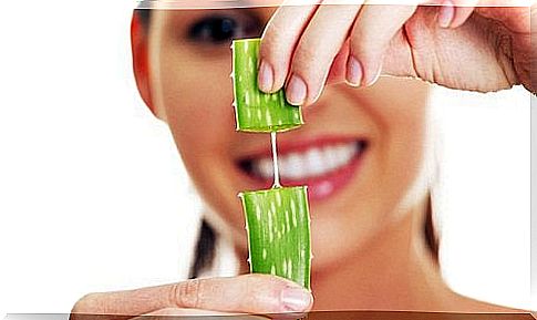 leafy green aloe Vera