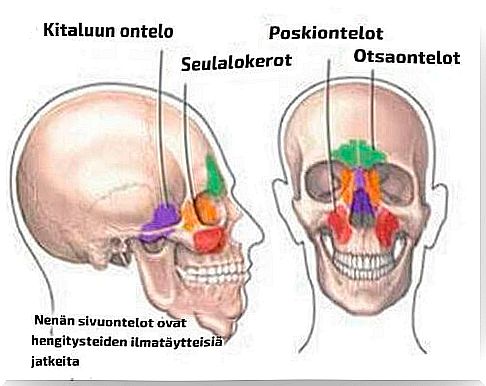 nasal sinuses and their designations