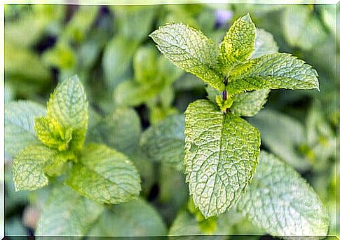 mint is a great decongestant