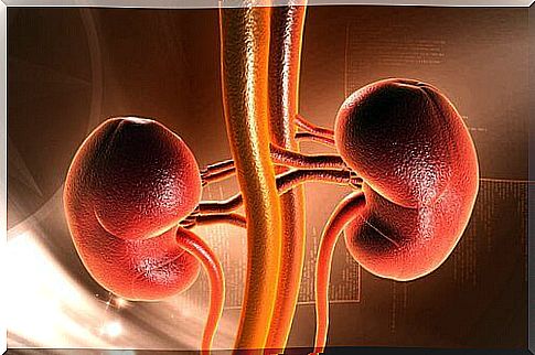 the need to urinate and kidney function