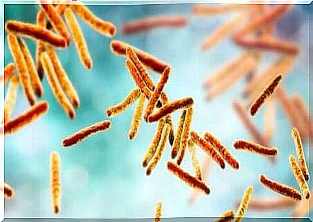 Pulmonary tuberculosis is caused by a bacterium